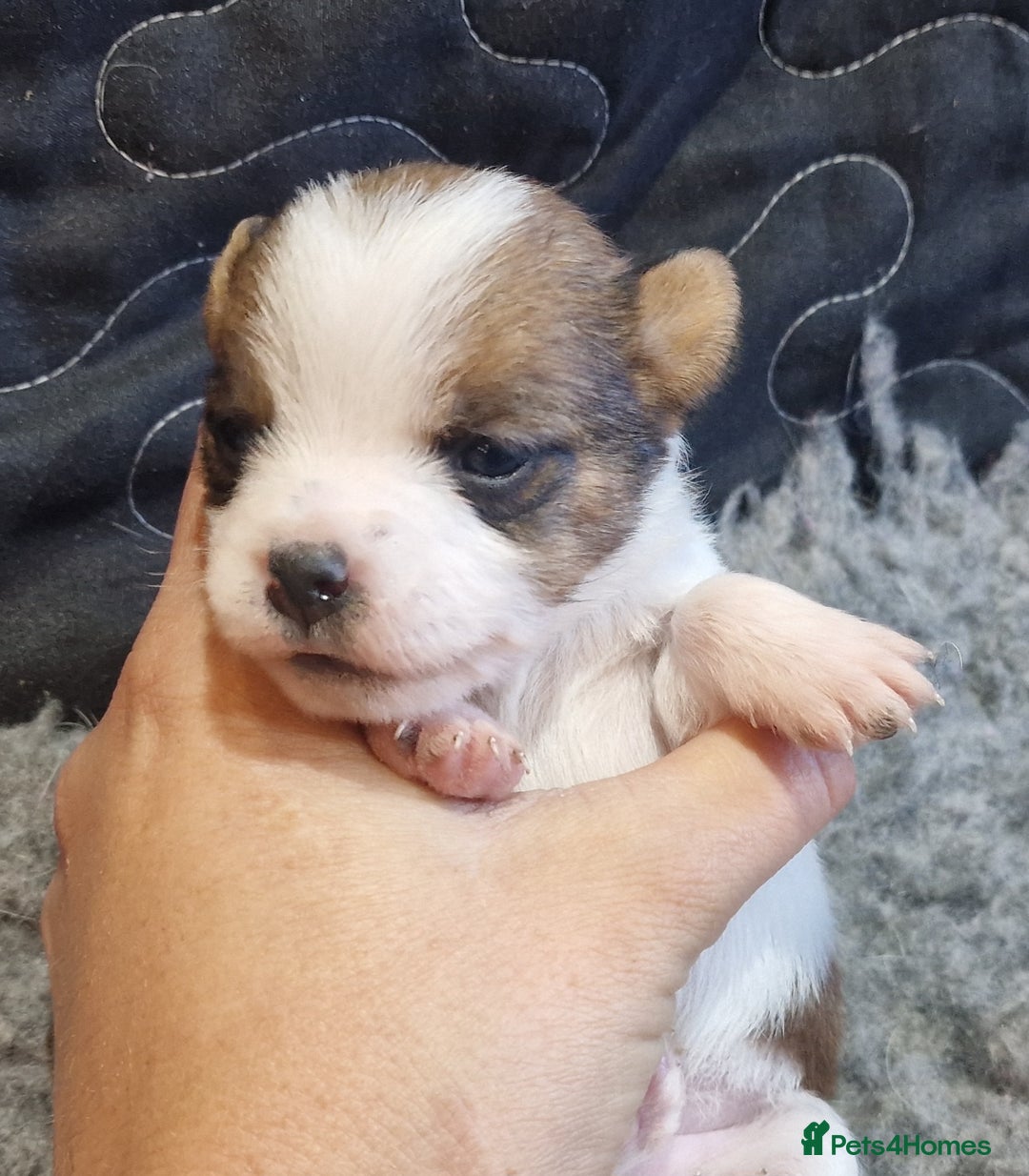 Jack Russell dogs for sale: kC Reg Jack Russell Pups, DNA Health Tested - Image 10