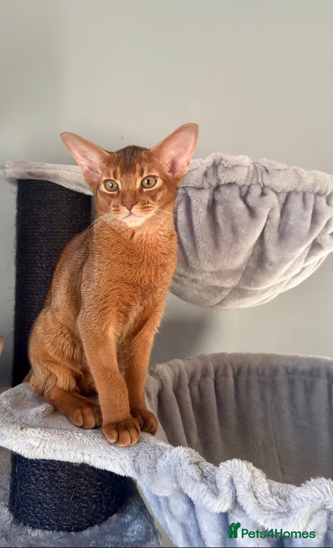 Abyssinian cats for sale: Gorgeous Abyssinian Kittens Only Sorrel girl left  - Advert 17