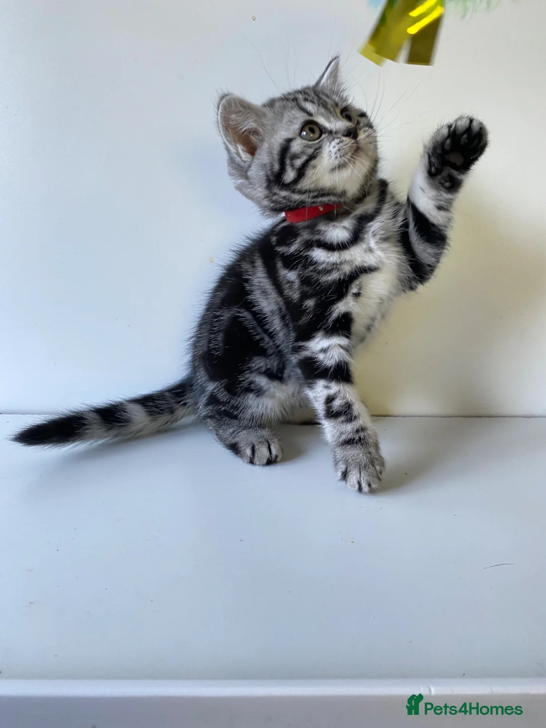 British Shorthair cats for sale: Two silver Tabby girls  - Advert 10