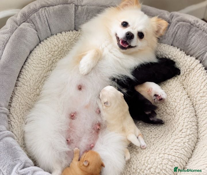Pomeranian dogs Pomeranian puppy  - Advert 13