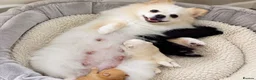 Pomeranian dogs for sale: Pomeranian puppy  - Advert 1