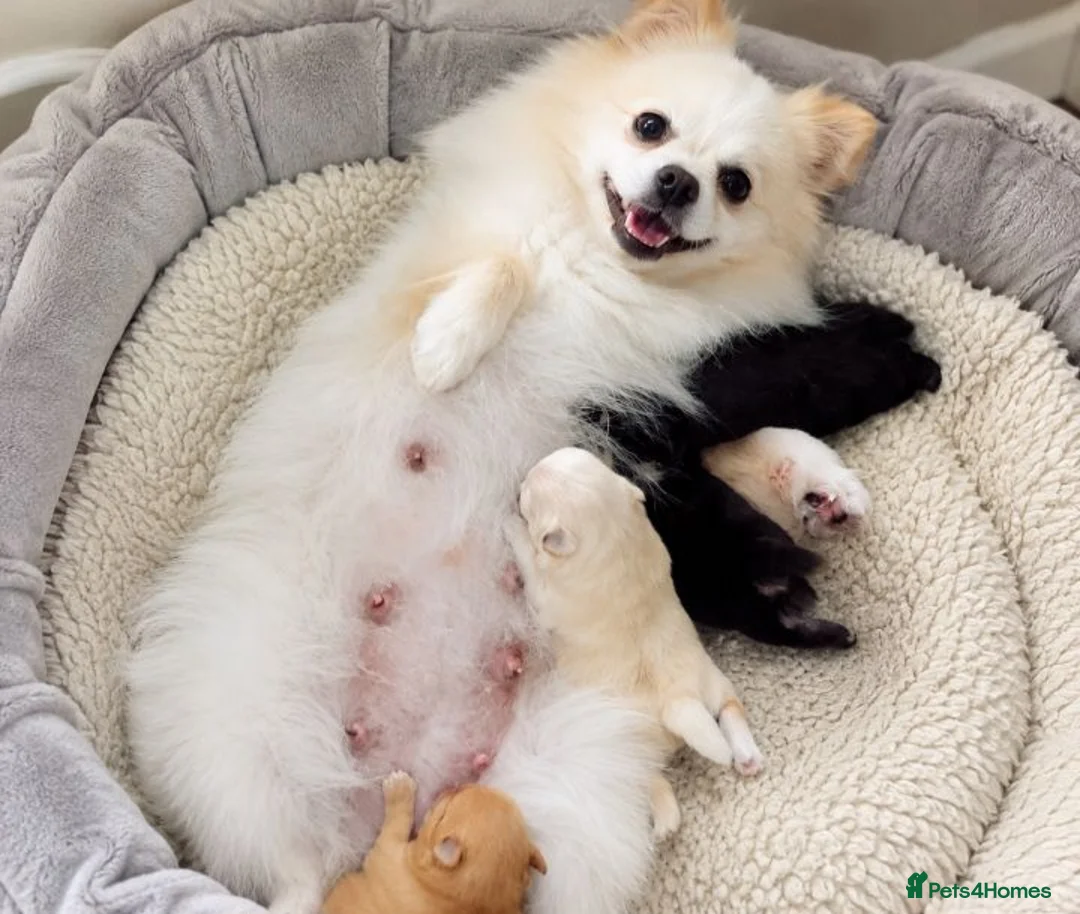 Pomeranian dogs for sale: Pomeranian puppy  - Advert 1