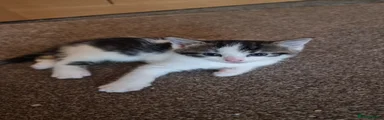 Mixed Breed Kitten 1
