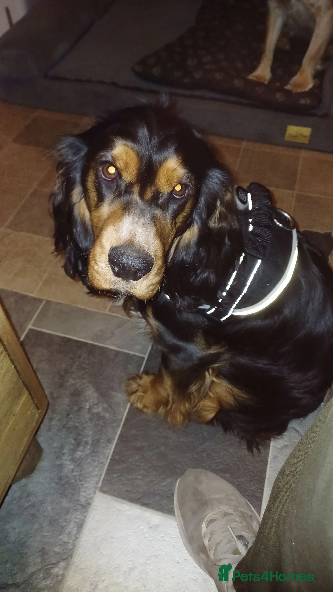 Cocker Spaniel dogs for sale: 2yr old male tri-colour cocker spaniel  - Advert 9