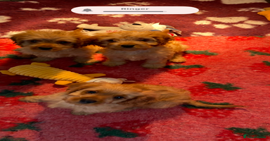 Cavapoo dogs - Advert 13
