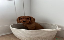 Cocker Spaniel dogs for stud: Working Red Cocker Spaniel Stud - Image 8