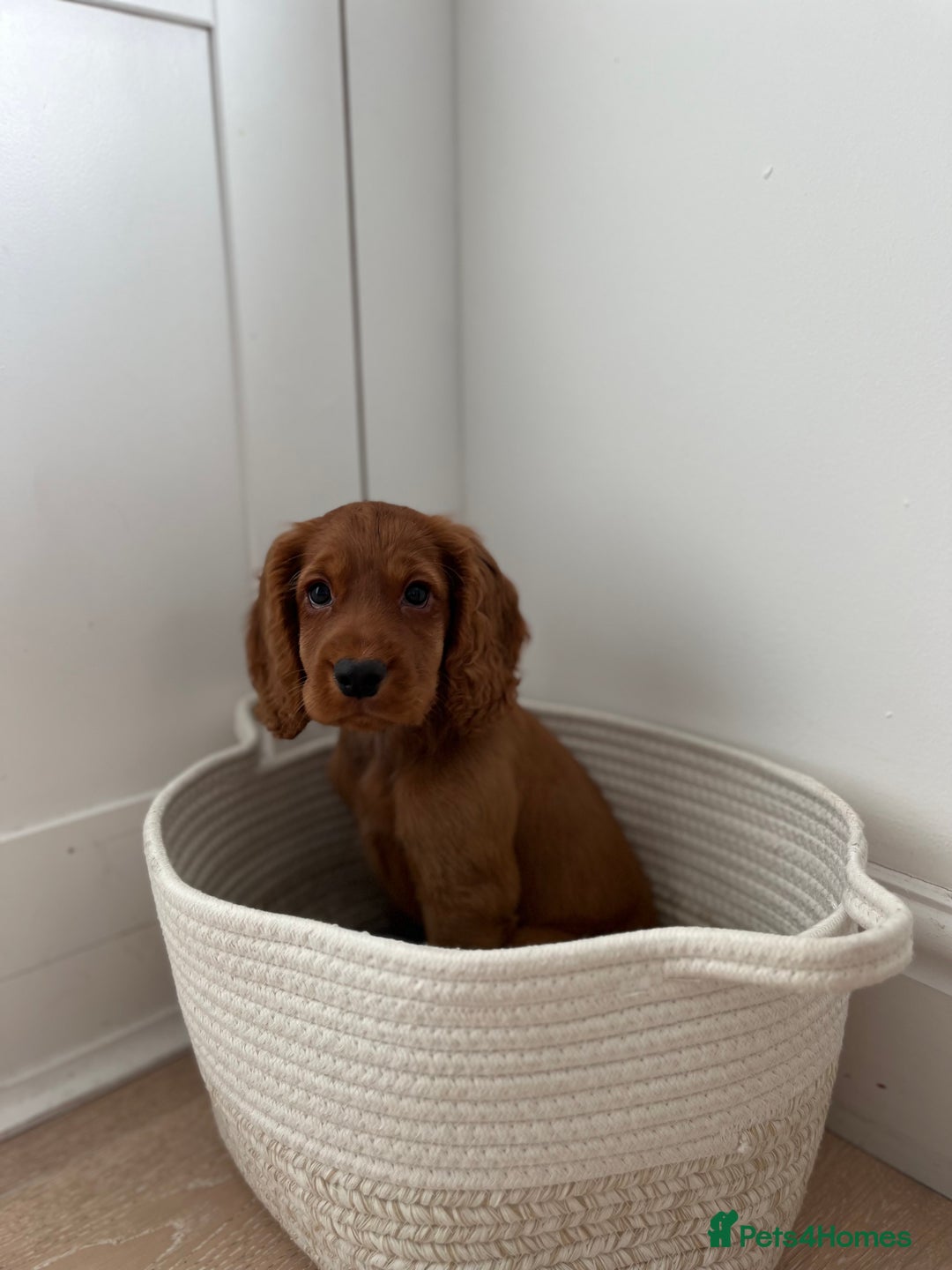 Cocker Spaniel dogs for stud: Working Red Cocker Spaniel Stud - Image 8