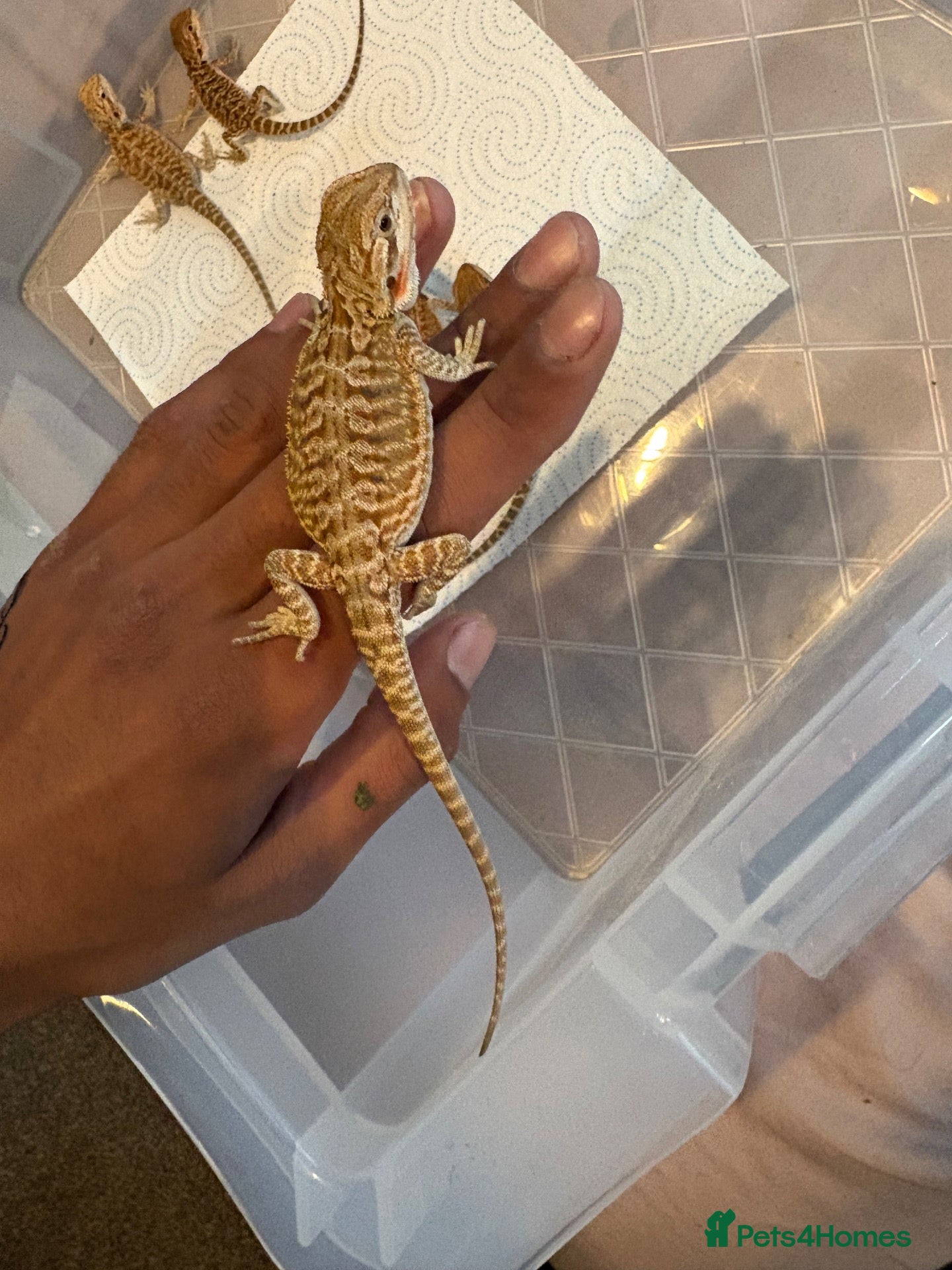 Bearded Dragon reptiles Red monster  x hypo zero bearded dragons - Advert 7