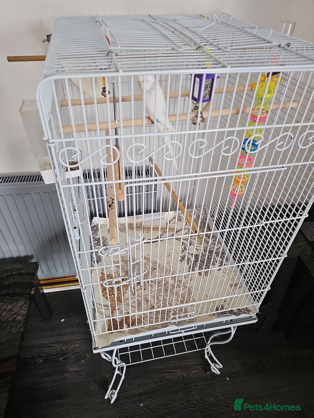 Budgerigars birds for sale: Young Female Budgie with large cage & accessories - Image 2