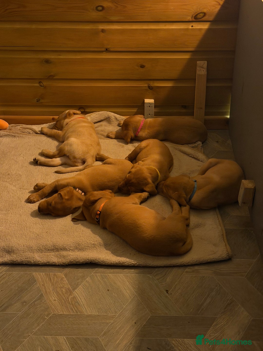 Labrador Retriever dogs for sale: Fox Red Labrador Puppies - Advert 18