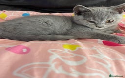 British Shorthair cats for sale: Beautiful 5th generation British shorthair kittens - Image 15