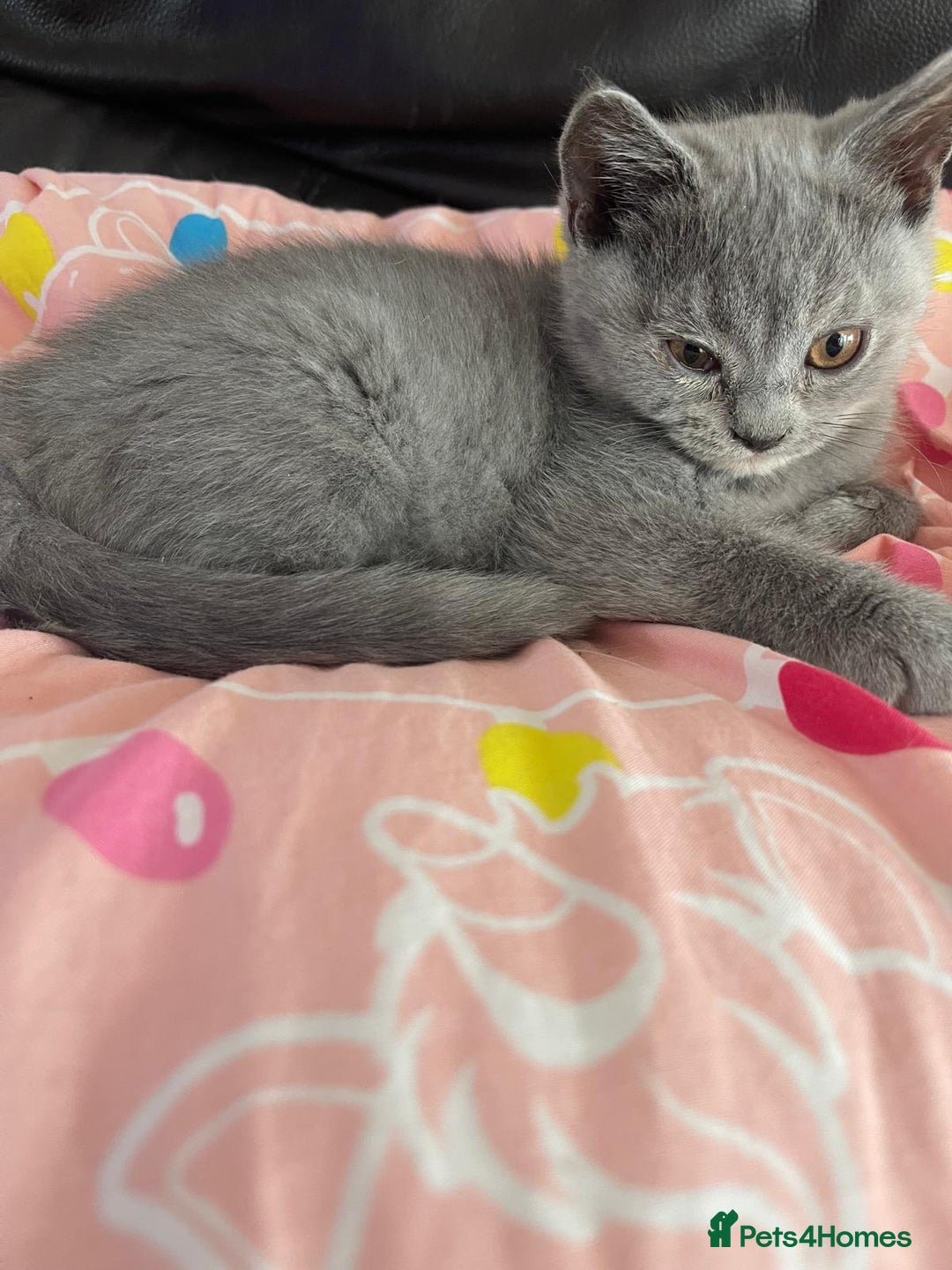 British Shorthair cats for sale: Beautiful 5th generation British shorthair kittens - Image 15