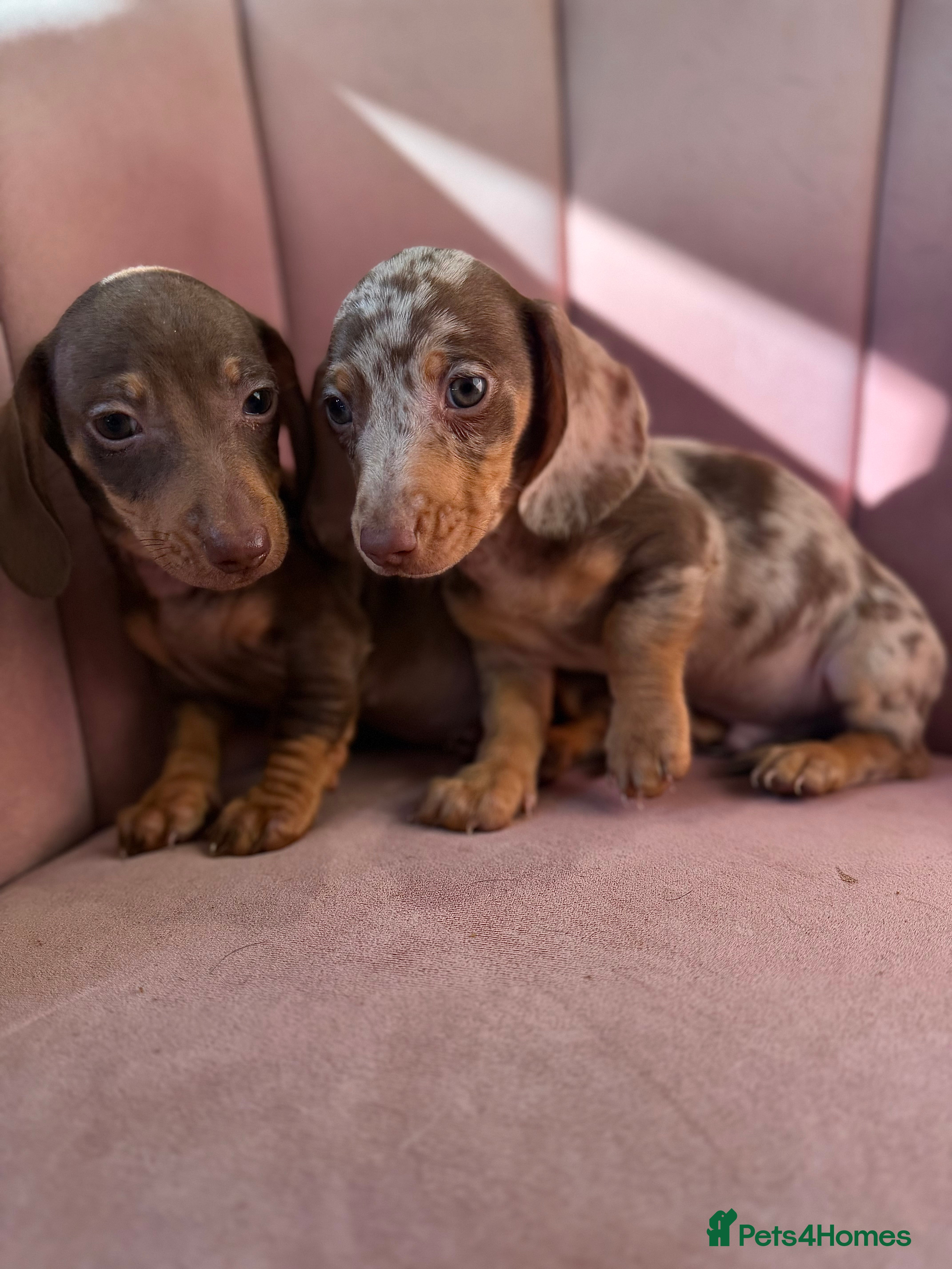 Miniature Dachshund dogs KC Reg Miniature Dachshunds Dapple Isabella    - Advert 14