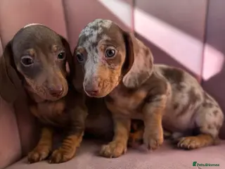 Miniature Dachshund dogs KC Reg Miniature Dachshunds Dapple Isabella - Advert 14