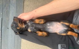 Dachshund dogs for sale: DACHSHUND PUPPY’S - Image 3