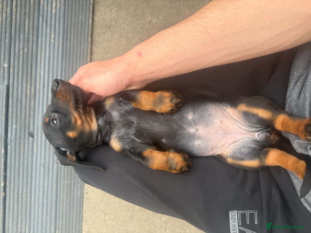 Dachshund dogs for sale: DACHSHUND PUPPY’S - Image 3