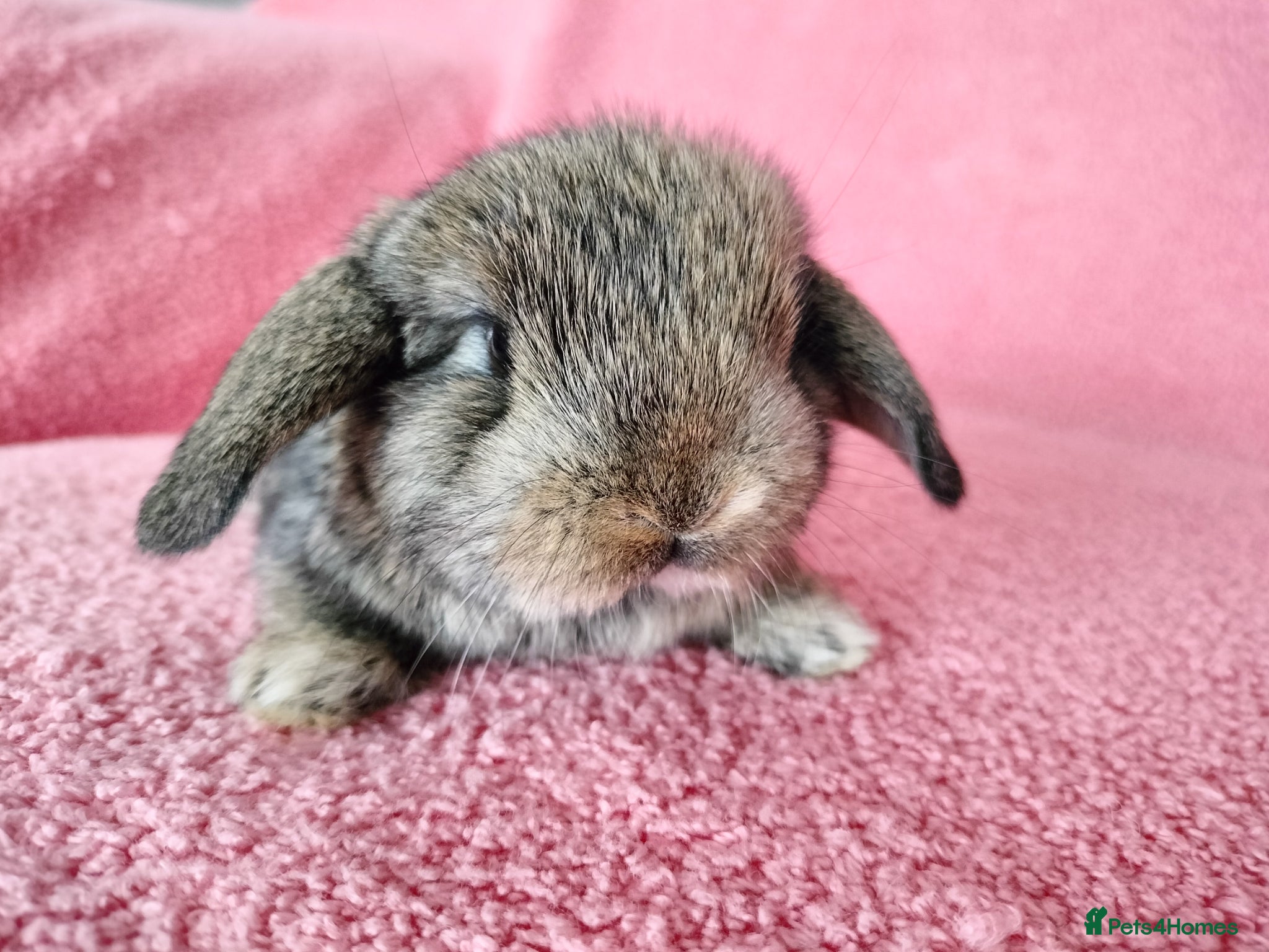 Mini Lop rabbits Baby mini lops for sale  - Advert 9