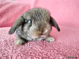 Mini Lop rabbits Baby mini lops for sale - Advert 9