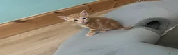 Persian cats for sale: Kittens Persian tabby  - Advert 8