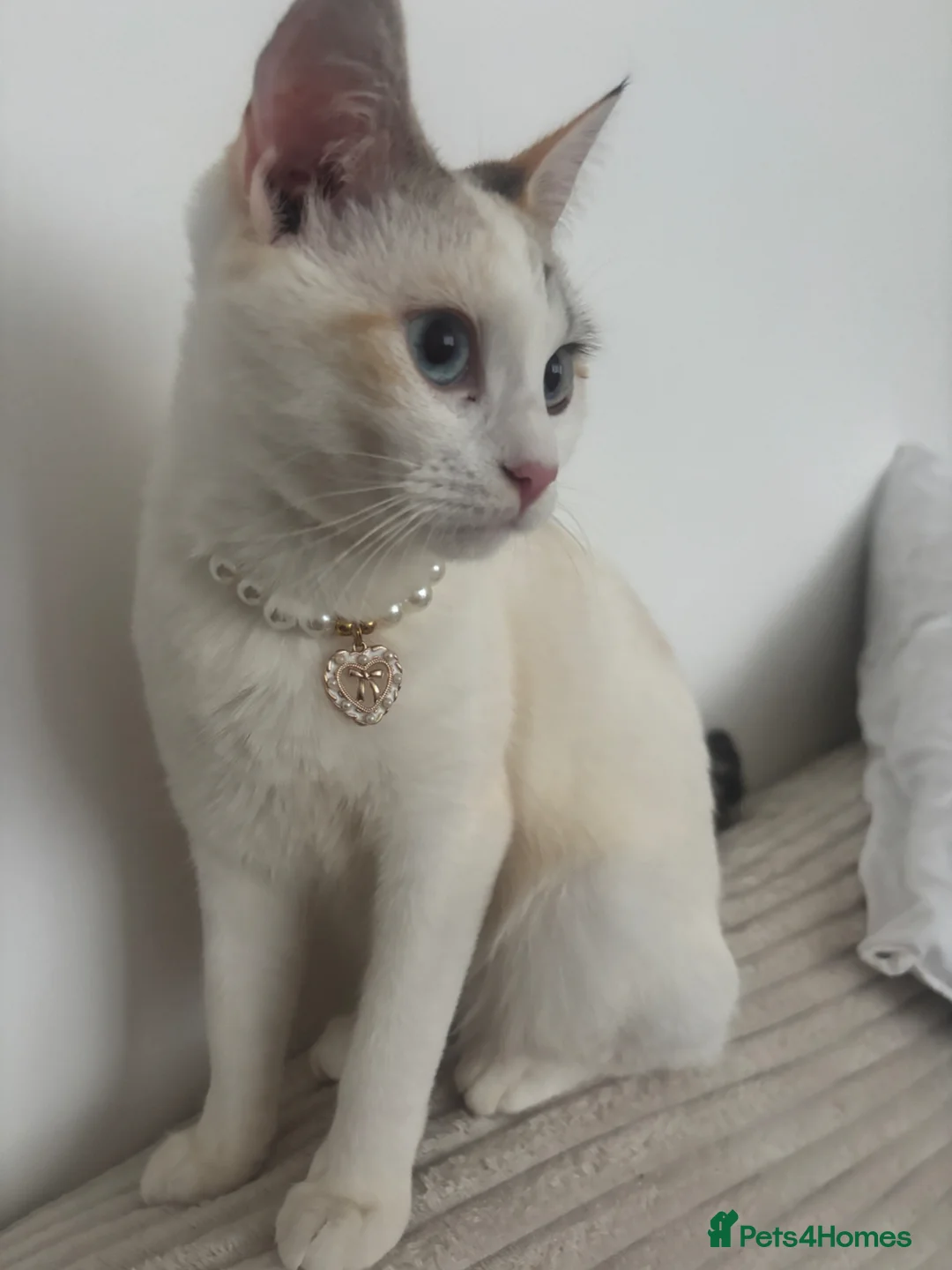 Ragdoll cats for sale: Ragdoll kitten only one left  - Advert 2
