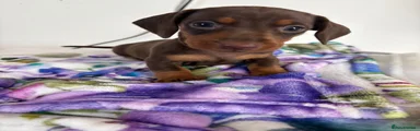 Dachshund 5