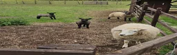 Sheep livestock for sale: Texal Ewe and 2 male Lambs - Advert 1