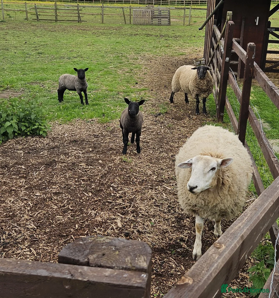 Sheep livestock for sale: Texal Ewe and 2 male Lambs - Advert 1