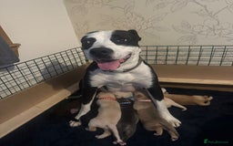 Mixed Breed dogs for sale: Gorgeous pups for sale - Image 23