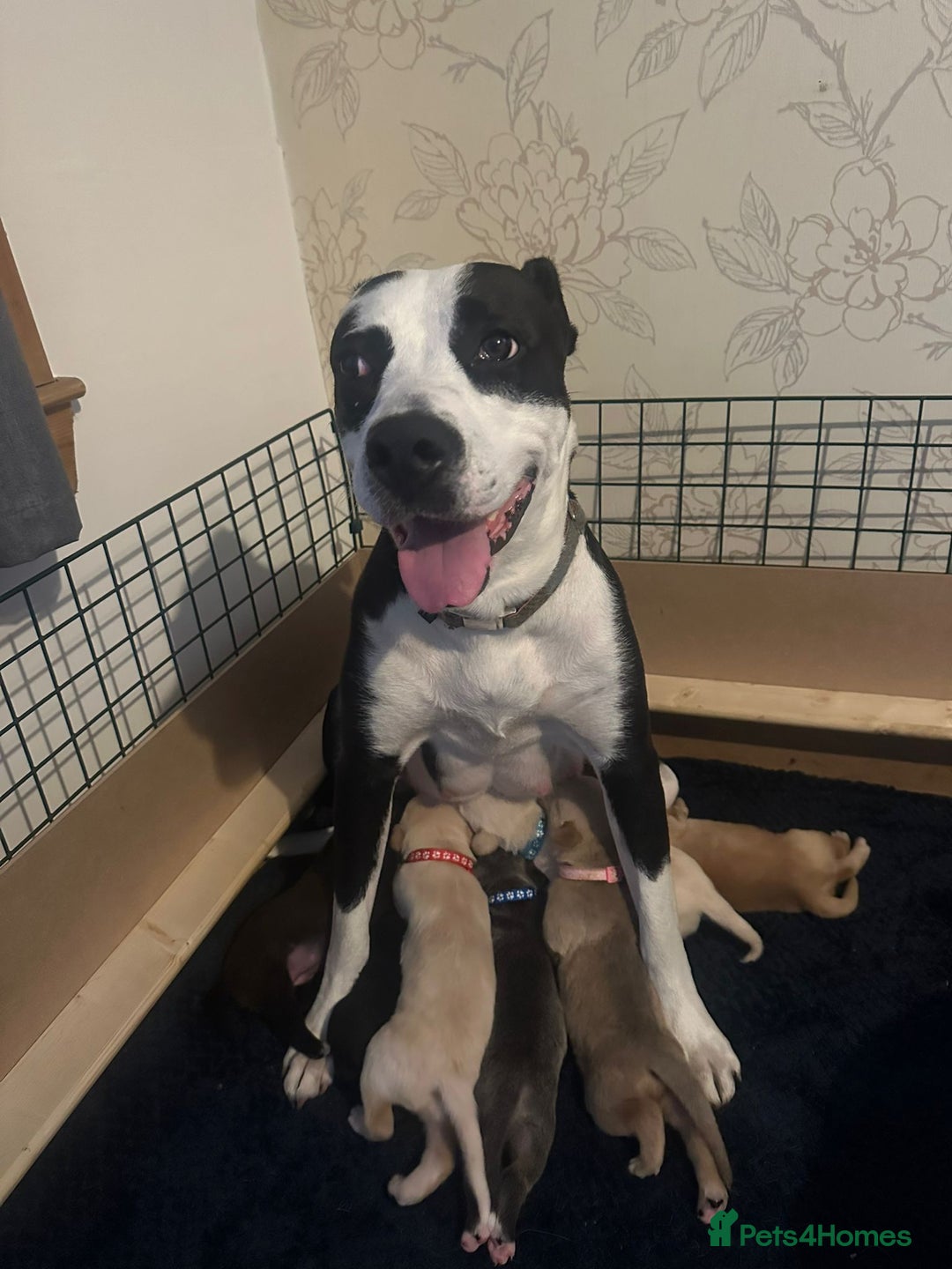 Mixed Breed dogs for sale: Gorgeous pups for sale - Image 23