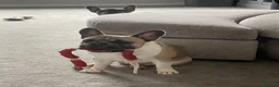 French Bulldog dogs for stud: FRENCH BULLDOG STUD in Stoke-on-Trent - Advert 6