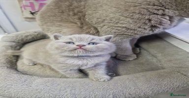 British Shorthair cats - Advert 16