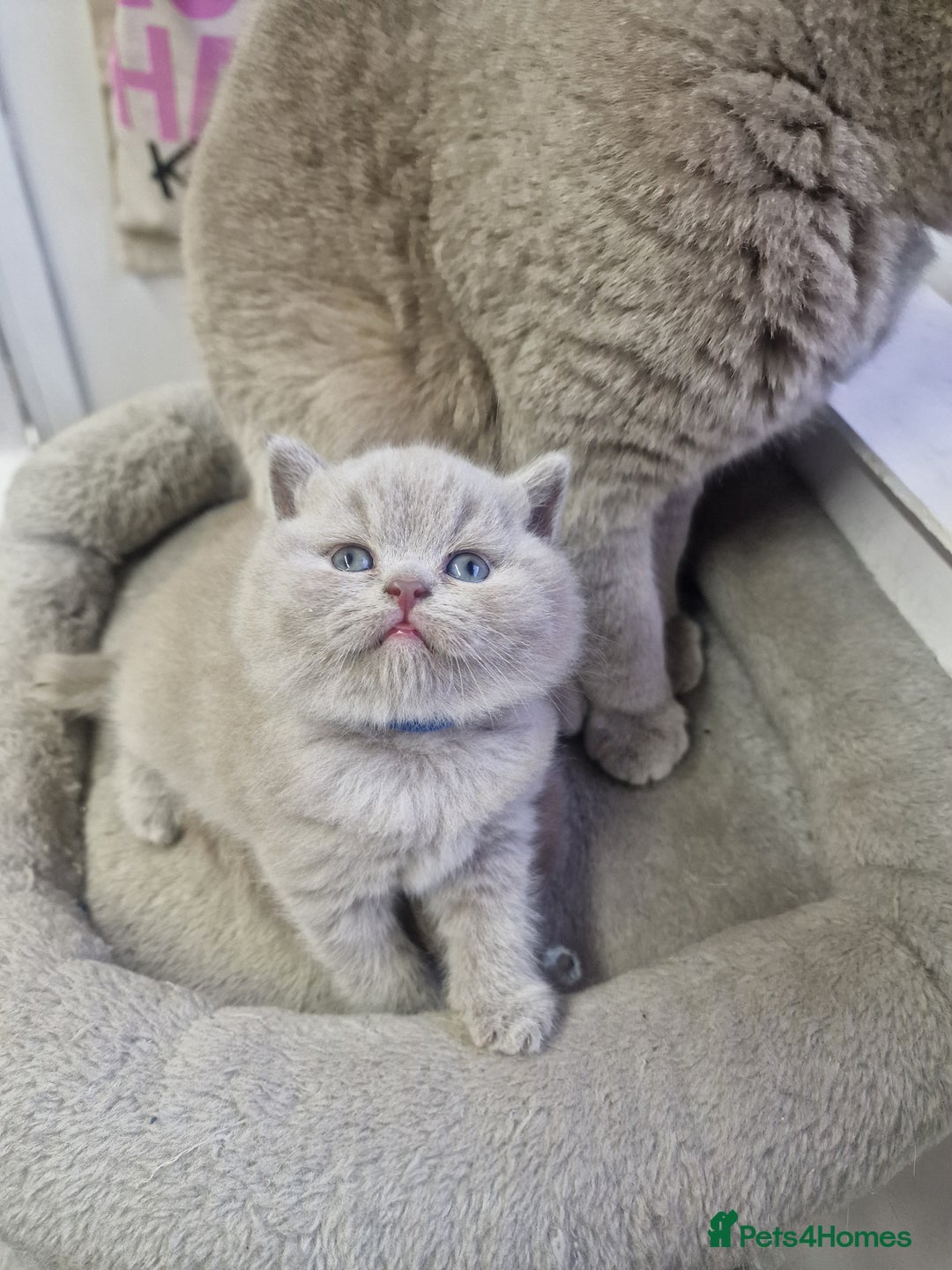 British Shorthair cats for sale: British shorthair GCCF pedigree ready christmas - Image 2