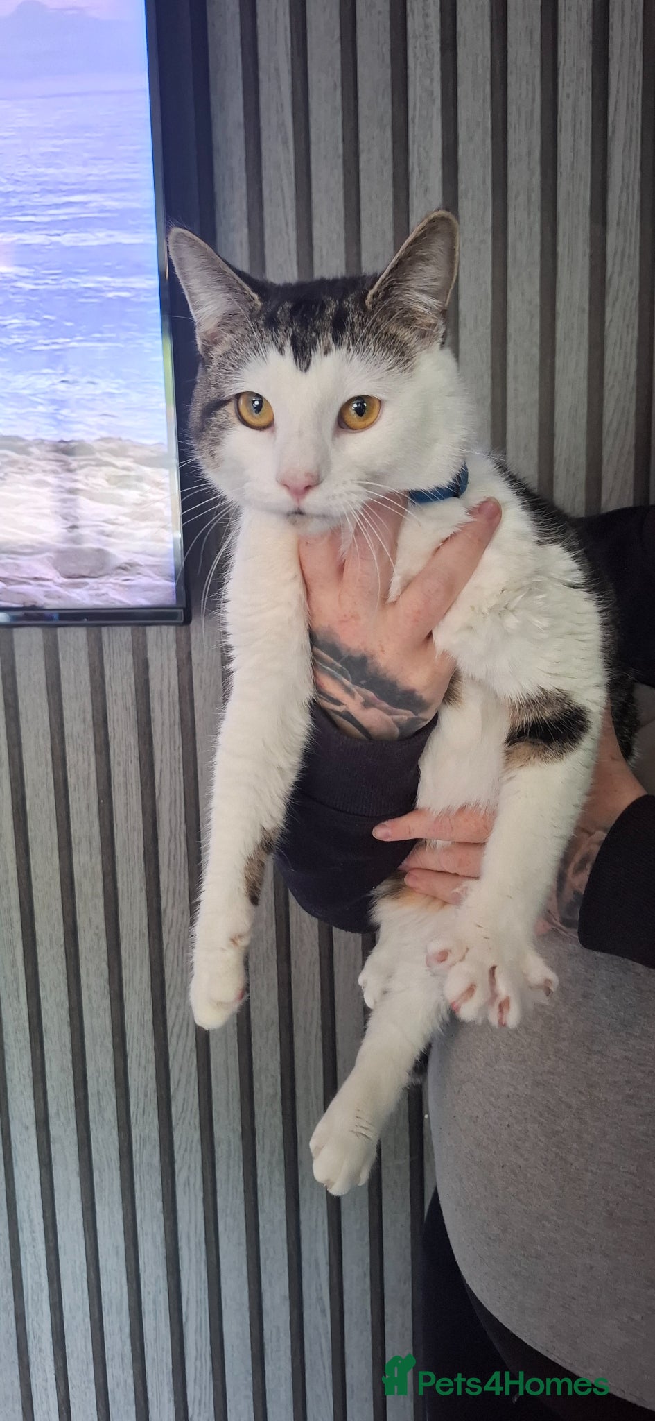 Mixed Breed cats 1 boy 5 girls looking for a new home  - Advert 2