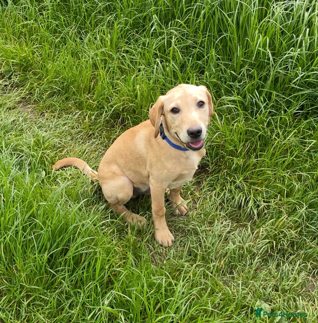 Labrador Retriever dogs for stud: Billy - 3YO Labrador Retriever Stud in Oxfordshire - Advert 1