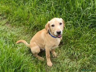 Labrador Retriever dogs Billy - 3YO Labrador Retriever Stud in Oxfordshire - Advert 12