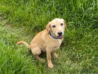Labrador Retriever dogs Billy - 3YO Labrador Retriever Stud in Oxfordshire - Advert 23