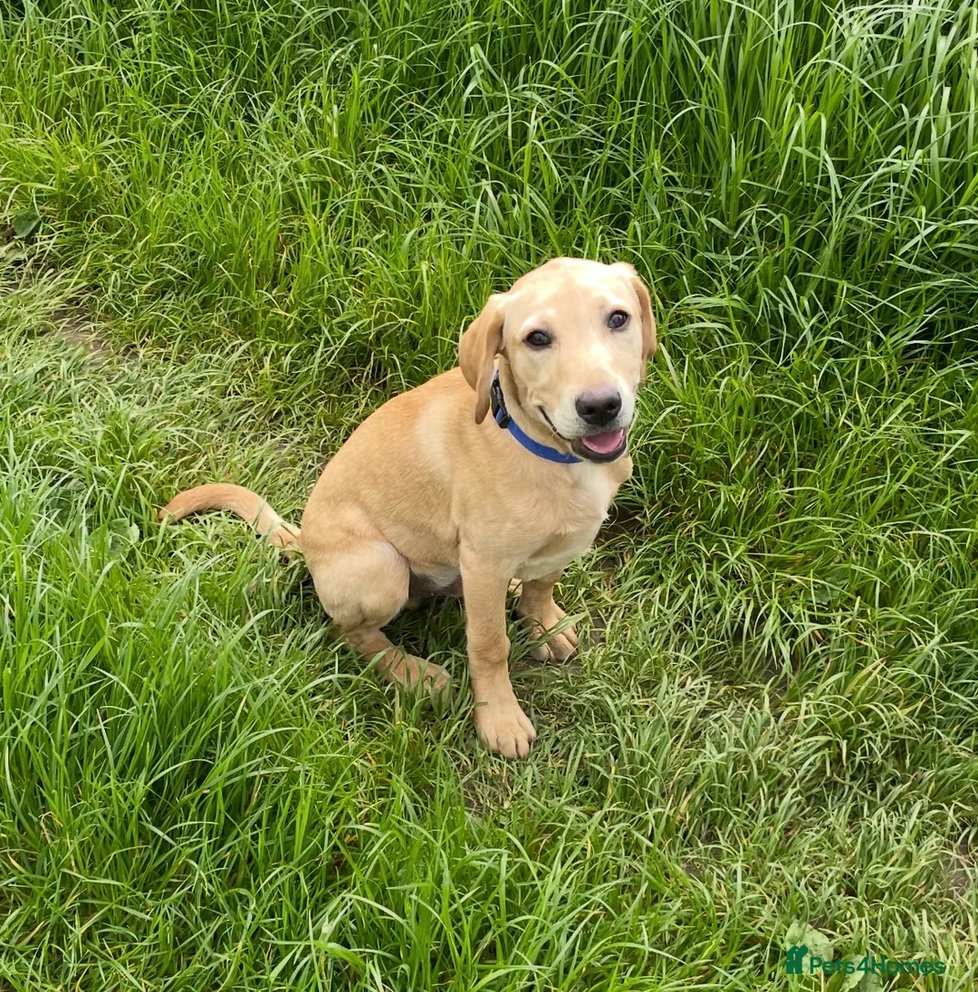 Labrador Retriever dogs for stud: Billy - 3YO Labrador Retriever Stud in Oxfordshire - Advert 1