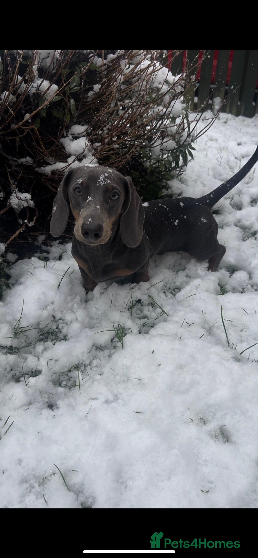 Dachshund dogs for sale: Blue and Tan Dachshund Boy Otis - Image 10