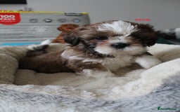 Shih Tzu dogs for sale: SHIH TZU PUPPY BOY LIVER GENE KC REG  - Image 2