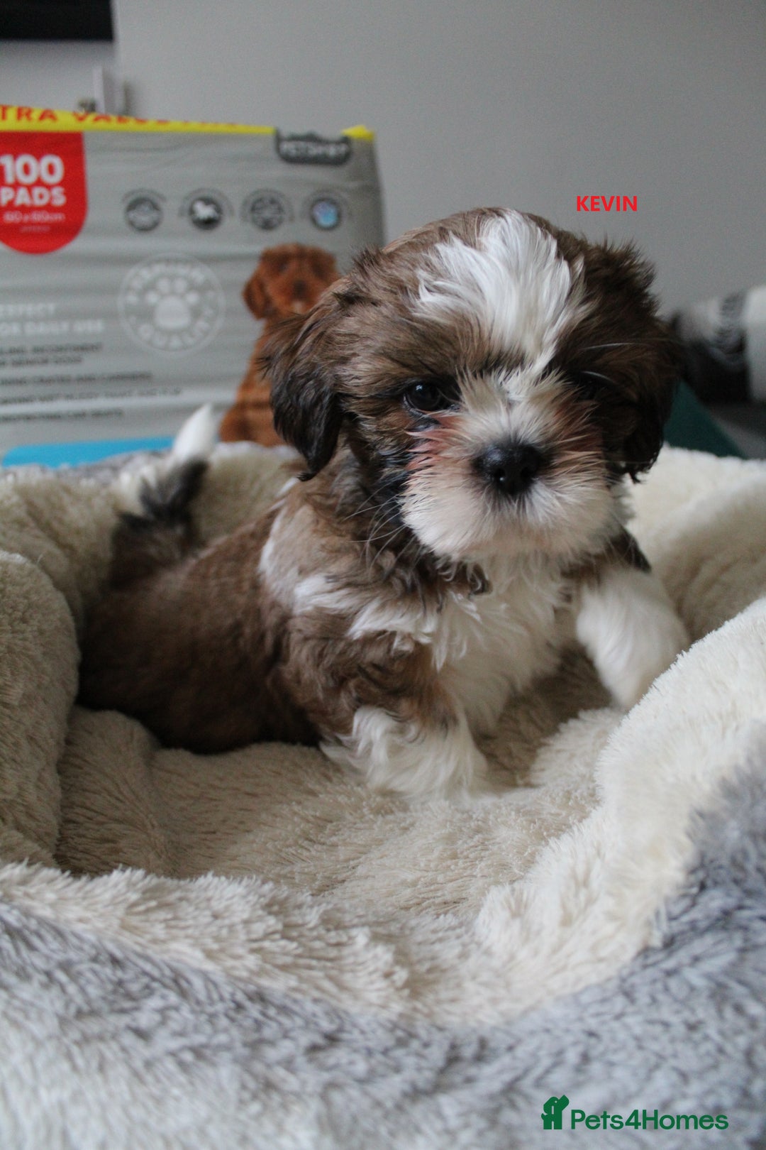 Shih Tzu dogs for sale: SHIH TZU PUPPY BOY LIVER GENE KC REG  - Image 2