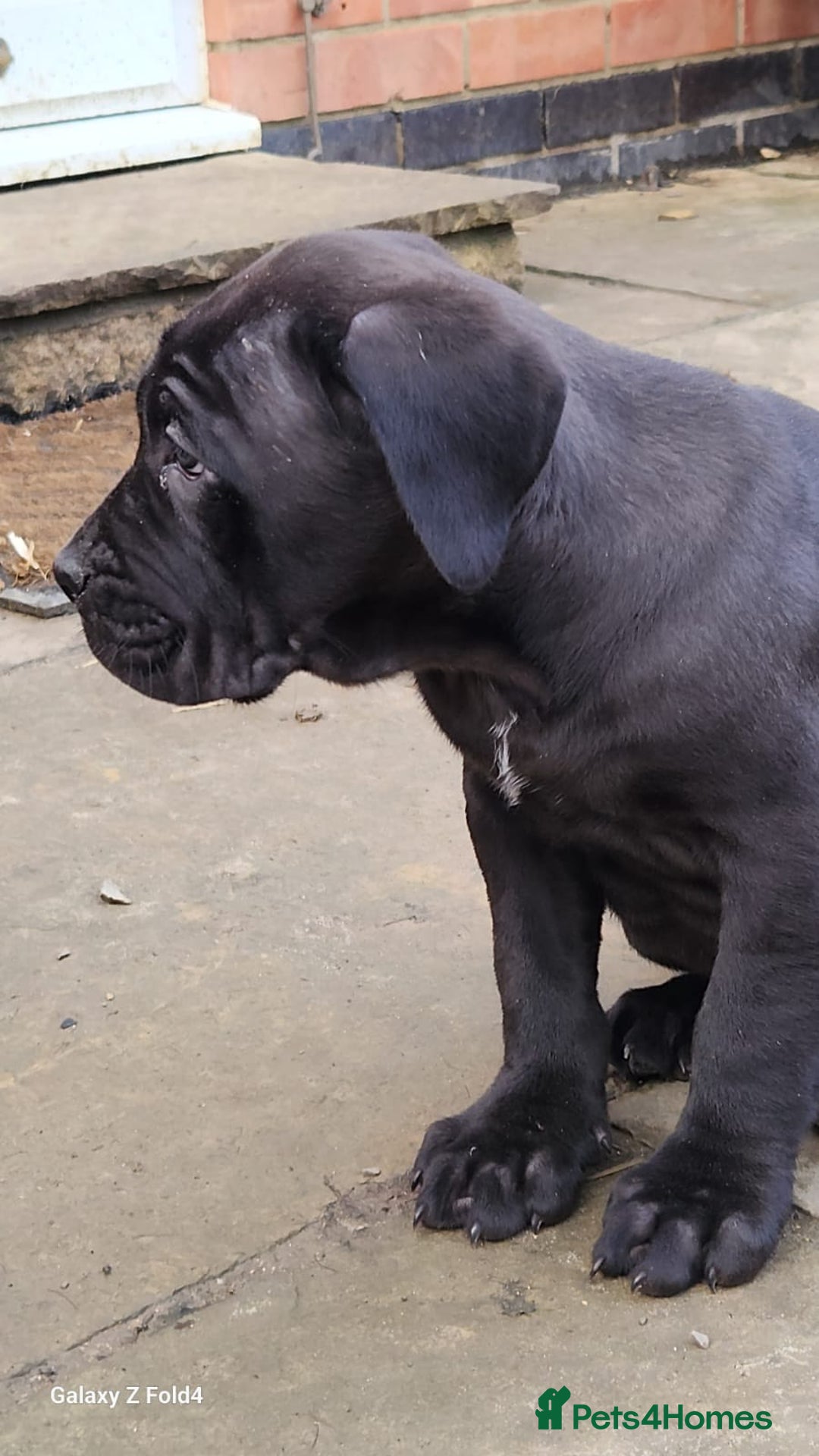 Cane Corso dogs for sale: Champion Blood Line Cane Corso Puppies - Advert 14