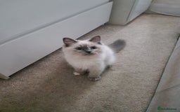 Ragdoll cats for sale: Last one beautiful ragdoll kitten - Image 8