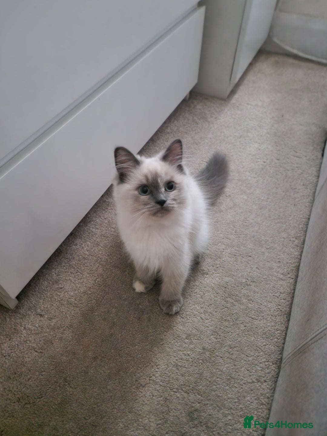 Ragdoll cats for sale: Last one beautiful ragdoll kitten - Image 8