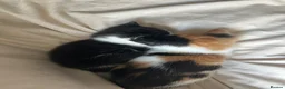 Mixed Breed cats for sale: Beautiful 2 male 2 female kittens  - Advert 8
