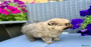 Pomeranian dogs - Advert 4