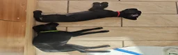 Labrador Retriever dogs for sale: Exceptional Home Raised Labrador Puppies - Advert 3