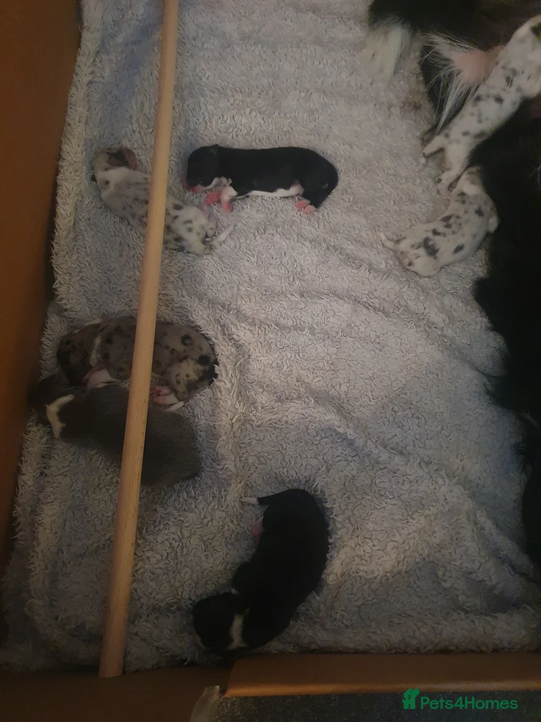 Border Collie dogs for stud: Proven pure bred tri coloured merle collie stud in Fakenham - Advert 10