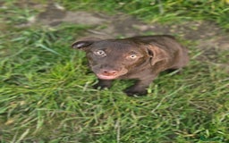 Labrador Retriever dogs for sale: female chocolate lab  - Image 5