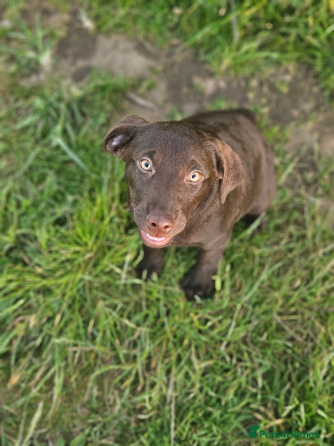 Labrador Retriever dogs for sale: female chocolate lab  - Image 5