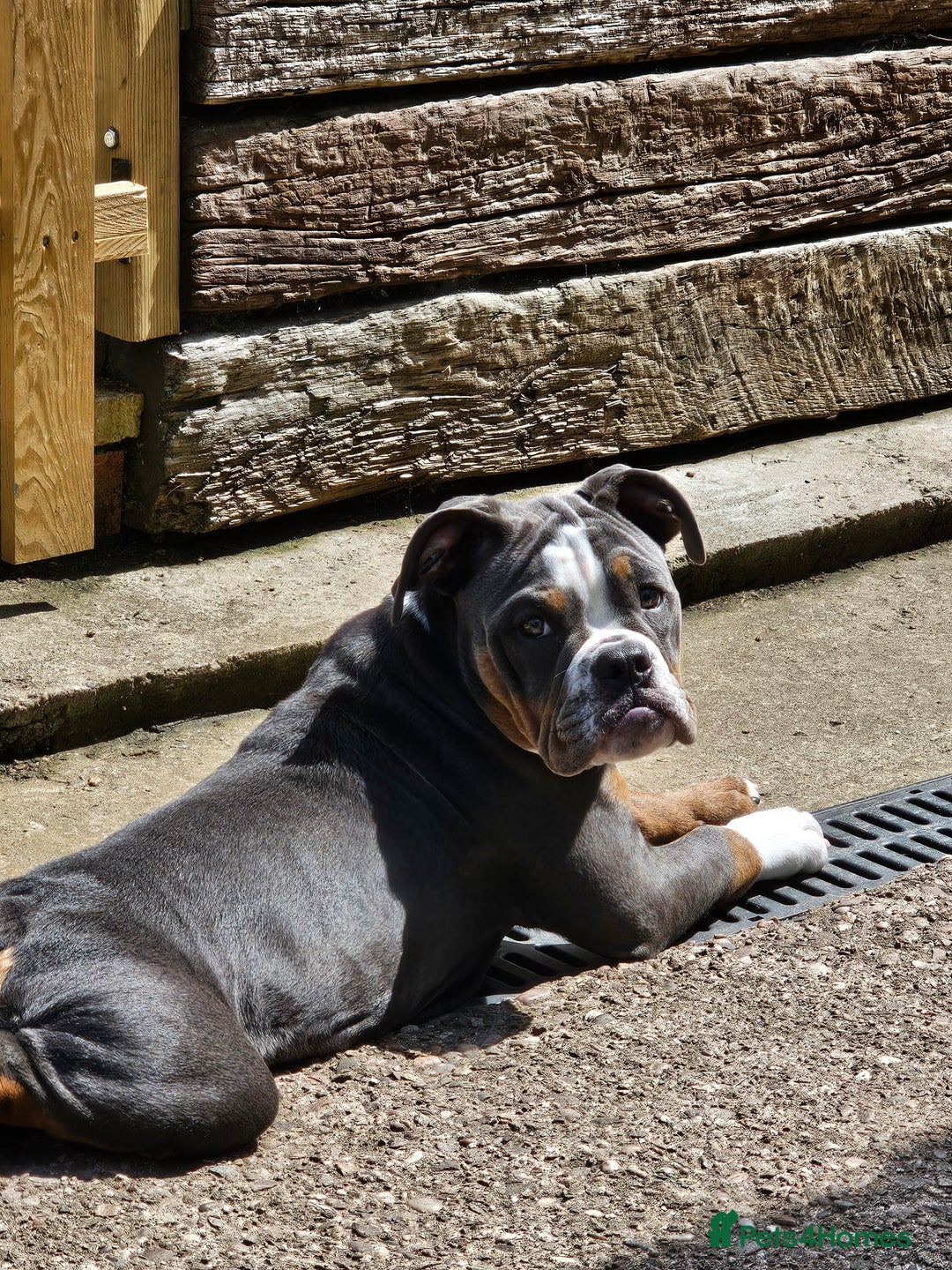 Olde English Bulldogge dogs for sale: Olde English Bulldogge  - Image 4
